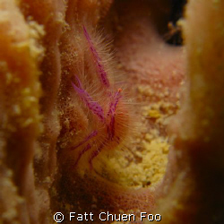 Hairy Squat Lobster hiding in a sponge, Mabul, Malaysia by Fatt Chuen Foo 